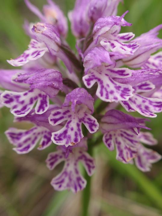 Neotinea tridentata: solo variabilit oppure...